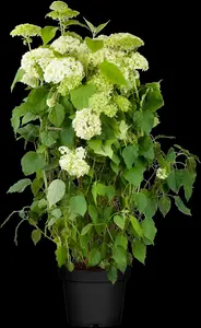 Hydrangea arbor. 'Annabelle' - 20 Ltr pot - image 4