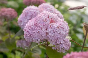 Hydrangea arbor. 'Candybelle Bubblegum'