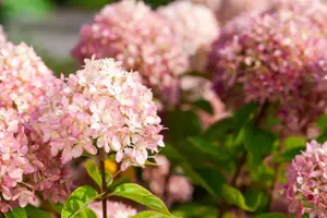 Hydrangea arbor. 'Candybelle Marshmallow'