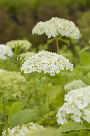 Hydrangea arbor. 'Flowerwow' - C3.5 - image 2