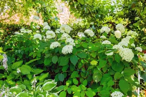 Hydrangea arbor. 'Grandiflora'
