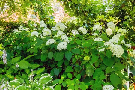 Hydrangea arbor. 'Grandiflora' - 80-100 CM C20