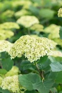 Hydrangea arbor. 'Lime Rickey'? - 3 Ltr pot - image 4