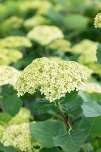 Hydrangea arbor. 'Lime Rickey'? - 60-80 CM C10 - image 4