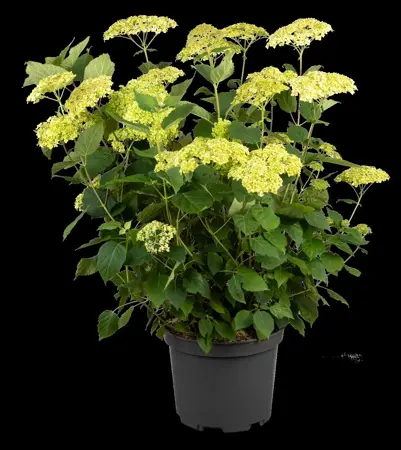 Hydrangea arbor. 'Lime Rickey'? - 3 Ltr pot - image 2