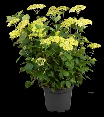 Hydrangea arbor. 'Lime Rickey'? - 60-80 CM C10 - image 2