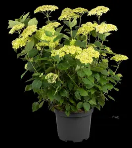 Hydrangea arbor. 'Lime Rickey'? - 60-80 CM C10 - image 2