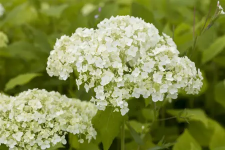 Hydrangea arbor. 'Lime Rickey'? - 3 Ltr pot - image 1