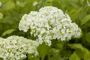 Hydrangea arbor. 'Lime Rickey'?