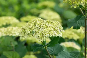 Hydrangea arbor. 'Lime Rickey'? - 3 Ltr pot - image 3