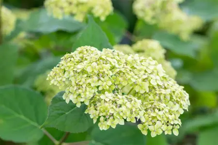 Hydrangea arbor. 'Lime Rickey'? - 3 Ltr pot - image 5