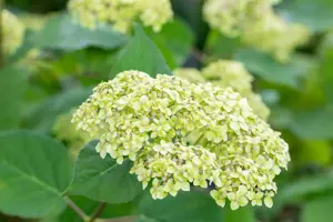 Hydrangea arbor. 'Lime Rickey'? - 3 Ltr pot - image 5