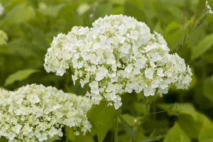 Hydrangea arbor. 'Lime Rickey'? - 60-80 CM C10 - image 5