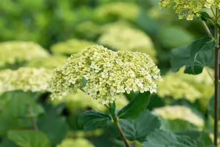 Hydrangea arbor. 'Lime Rickey'? - 60-80 CM C10 - image 3