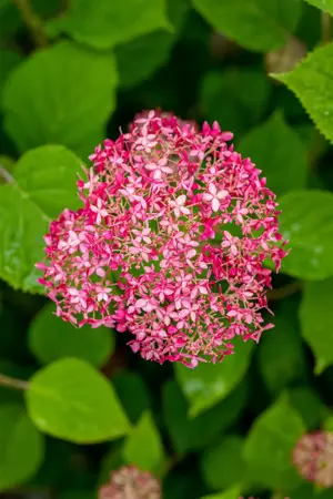 Hydrangea arbor. 'Pink Annabelle'? - 3 Ltr pot - image 3