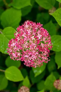 Hydrangea arbor. 'Pink Annabelle'? - 3 Ltr pot - image 3