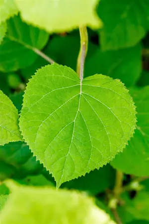 Hydrangea arbor. 'Pink Annabelle'? - 2-3 SH - image 5