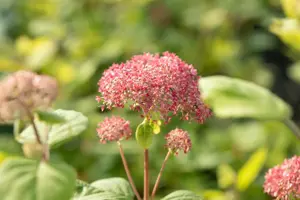Hydrangea arbor. 'Pink Annabelle'?