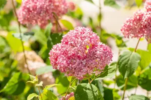 Hydrangea arbor. 'Pink Annabelle'? - 3 Ltr pot - image 2