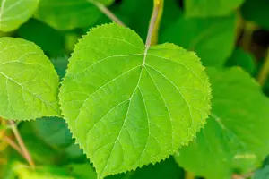 Hydrangea arbor. 'Pink Annabelle'? - 3-5 SH - image 4