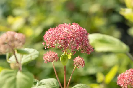 Hydrangea arbor. 'Pink Annabelle'? - 60-80 CM C10 - image 1