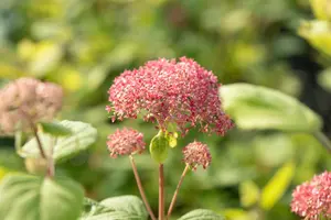 Hydrangea arbor. 'Pink Annabelle'? - 60-80 CM C10 - image 1