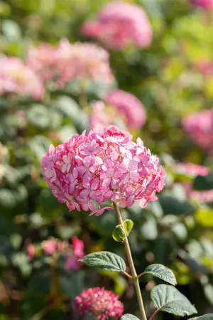 Hydrangea arbor. 'Ruby Annabelle'? - 7.5 Ltr pot - image 5