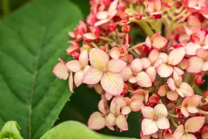 Hydrangea arbor. 'Ruby Annabelle'? - 7.5 Ltr pot - image 2