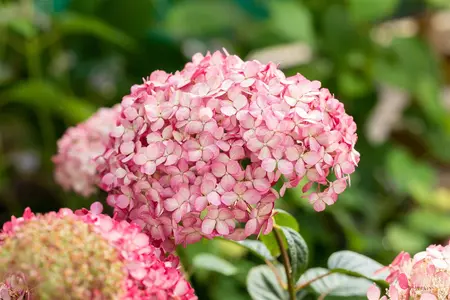 Hydrangea arbor. 'Ruby Annabelle'? - 7.5 Ltr pot - image 3