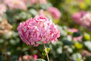 Hydrangea arbor. 'Ruby Annabelle'? - 7.5 Ltr pot - image 4