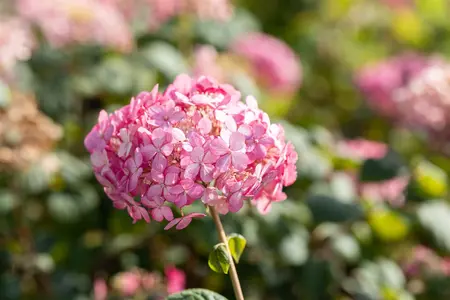 Hydrangea arbor. 'Ruby Annabelle'? - 30-40 CM C3 - image 4