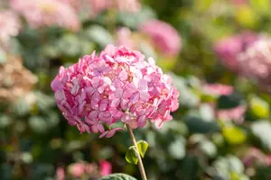 Hydrangea arbor. 'Ruby Annabelle'? - 30-40 CM C10 - image 4