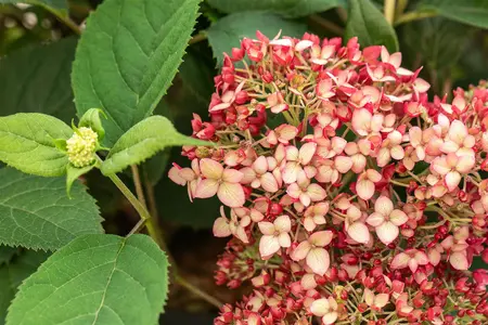 Hydrangea arbor. 'Ruby Annabelle'? - 7.5 Ltr pot - image 1