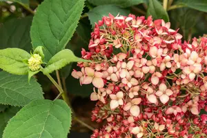 Hydrangea arbor. 'Ruby Annabelle'?