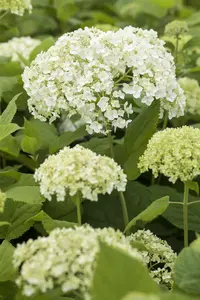 Hydrangea arbor. 'Spearmint'