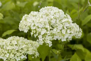 Hydrangea arbor. 'Spearmint' - P9 - image 4
