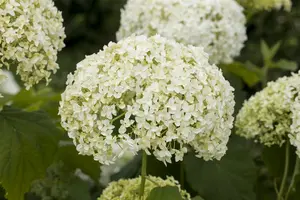 Hydrangea arbor. 'Spearmint' - P9 - image 5