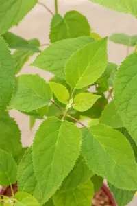 Hydrangea arbor. 'Strong Annabelle'? - 10 Ltr pot - image 5