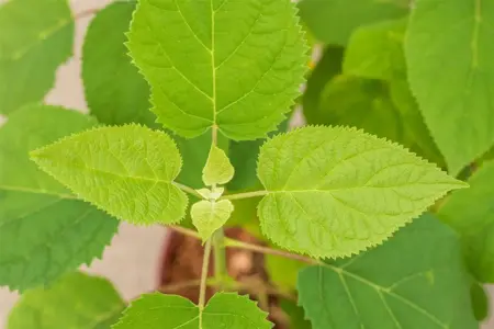 Hydrangea arbor. 'Strong Annabelle'? - 3 Ltr pot - image 4