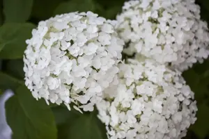 Hydrangea arbor. 'Strong Annabelle'?