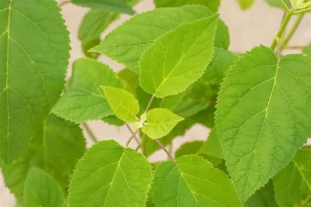 Hydrangea arbor. 'Strong Annabelle'? - 60-80 CM C20 - image 3