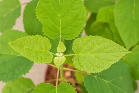 Hydrangea arbor. 'Strong Annabelle'? - 50-60 CM C5 - image 3