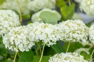 Hydrangea arbor. 'Strong Annabelle'? - 30-40 CM C10 - image 5
