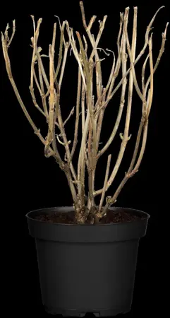 Hydrangea arbor. 'Strong Annabelle'? - 10 Ltr pot - image 2