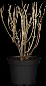 Hydrangea arbor. 'Strong Annabelle'? - 10 Ltr pot - image 2