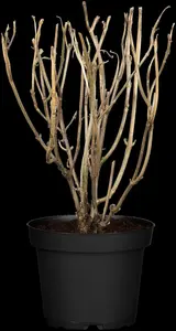 Hydrangea arbor. 'Strong Annabelle'? - 30-40 CM C5 - image 2