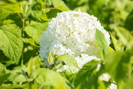 Hydrangea arbor. 'Sublime Annabelle'? - 3 Ltr pot - image 4