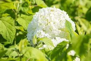 Hydrangea arbor. 'Sublime Annabelle'? - 3 Ltr pot - image 4