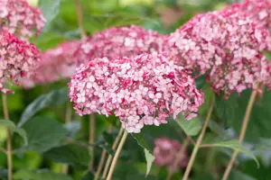 Hydrangea arbor. 'Sweet Annabelle'?