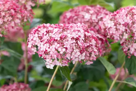 Hydrangea arbor. 'Sweet Annabelle'? - 5 Ltr pot - image 2